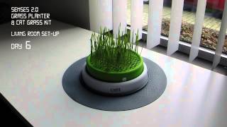 Catit Senses 20 Grass Planter Time lapse [upl. by Edualc]