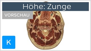 Kopf im Querschnitt Zunge Vorschau  Anatomie des Menschen  Kenhub [upl. by Sirak]