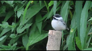 BlackCapped Chickadee Fledgling After Its First Flight [upl. by Dollie174]