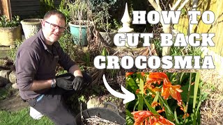 How to Cut Back Crocosmia  Pruning Crocosmias  How to Care for Crocosmia Plants in the Spring [upl. by Crutcher995]