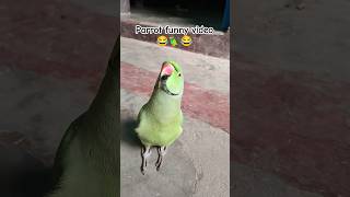 Funny parrot video 😂🦜😱shorts funnyparrot funnyvideo funny funnycomedy mithubeta viralvideo [upl. by Dunton]