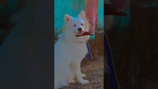 rio ko 12 month Hogaya 😘  indian spitz dog 1 year complete  indian spitz dog barking doglover [upl. by Eugene329]