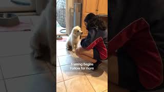 Maremma Puppy’s training begins puppy dog pets cute puppyvideos [upl. by Fuld]