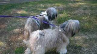 Tibetan Terrier barking at a bin [upl. by Drol9]