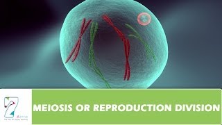 MEIOSIS OR REPRODUCTION DIVISION  PART 02 [upl. by Sileas]