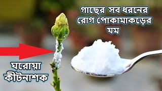 গাছের সব ধরনের রোগ পোকামাকড়ের খুব সহজ প্রতিকার  Home made Powerful pesticide for any Plants [upl. by Kemeny935]