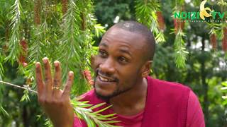 Makumba Gets a Job  ndizi tv latest comedy [upl. by Lopes]