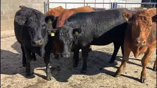 Crugeran Heifers  Llyn Peninsula [upl. by Kenward686]