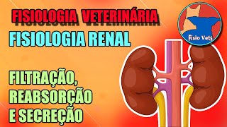 Fisiologia renal  Filtração reabsorção e secreção  fisiologia veterinária  Aula 2 [upl. by Dreda]