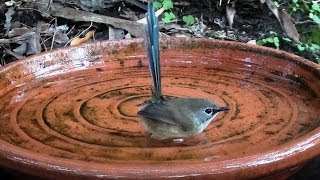 Triple Treat  Adorable small Aussie birds share a bath [upl. by Daahsar905]