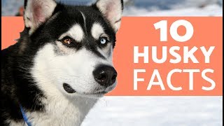 10 Things You Didn’t Know About the Siberian Husky [upl. by Araccot496]