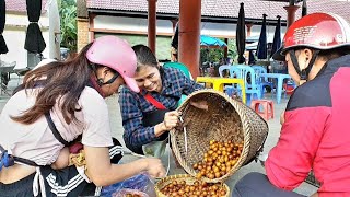 Harvest star fruit from the forest to sell Sương thảo nguyên [upl. by Ardnaz]