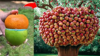 How To Grafting Apple with Orange Tree To Make Amazing Fruit [upl. by Atolrac]