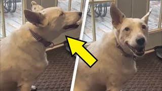 Deaf Dog Invents Her Own Way Of ‘Speaking’ After Never Hearing Barking [upl. by Val]