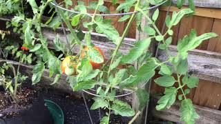 Heirloom Tomatoes Growing In My Florida Garden 5519 [upl. by Fedora23]