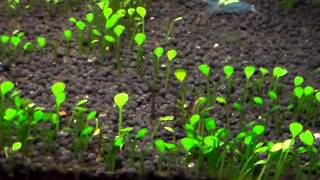 55G Marsilea Crenata Dwarf Four Leaf Clover  Update [upl. by Aliak]