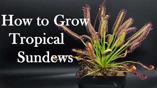 Growing Carnivorous Plants E4 Tropical Sundews [upl. by Tahmosh674]