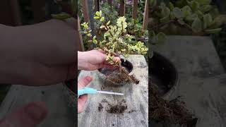 How to bonsai Variegated Portulacaria afra [upl. by Secilu165]