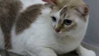 A 6yearold cat has a chronic ear infection 12  chronic otitis externa [upl. by Aneele]