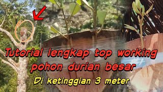 Cara top working pohon durian besar PART 1 [upl. by Pierette]