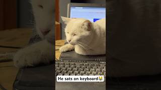 He sats on keyboard 😼cat digitalcats laptop manager catsofyoutube catstype type keyboard [upl. by Normac]