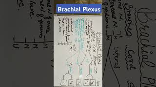 Brachial Plexus [upl. by Jeanelle822]