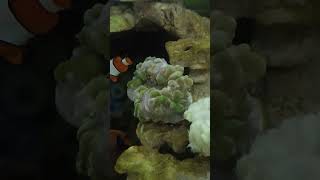 Flame pipefish part 3 aquarium fish dragonfish reels shorts fyp [upl. by Naugal]