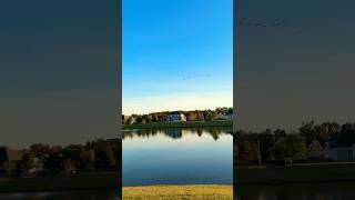 Geese flying overhead goose backyardnature newshort flyingbeast [upl. by Netsirt]