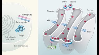 معلومات مهمة جدآآ AGolgi structure suite [upl. by Eicirtap]