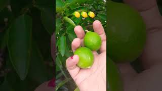 LEMONS TREE IN OUR TERRACE 🍋🍋🍋🍋🍋♥️ [upl. by Zetnahs]