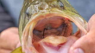 Remove Hooks from DeepHooked Fish With Minimal Harm [upl. by Gnaw]