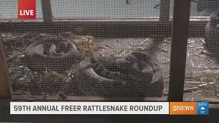 Fun fesssstivities expected at 59th Annual Freer Rattlesnake Roundup [upl. by Jerman982]