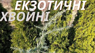 Екзотичні хвойні на Заході України  Кедри справжні Аурея  Карл фукс  Ліванський  Cedrus libani [upl. by Ezalb]