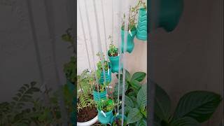 My terrace garden haldi planttrending virelshort video 18 October 2024 [upl. by Maurie153]