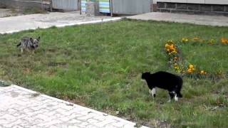 Cat Chases Dog [upl. by Akcira]