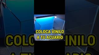 COMO COLOCAR VINILO A TU ACUARIO fishaquarium bettafish fishtank aquairum [upl. by Irret]