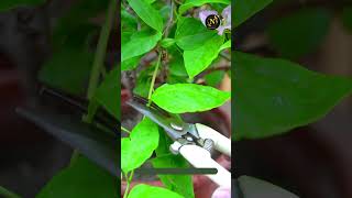 how do you get a bougainvillier to bloom shortvideo viral seeds gardening plants [upl. by Assiluy]