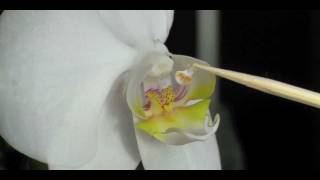 How to Pollinate Orchids  Phalaenopsis Orchid [upl. by Ashmead]