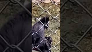 SIAMANG Black Monkey in Zoo Park Lembang ytshorts monyet [upl. by Llerred]