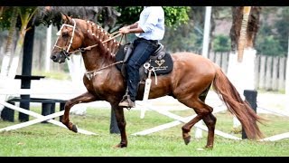 CAVALO MANGALARGA MARCHADOR CAPRICHO DE TRÊS CORAÇÕES CAVALOS HELIO ROCHA [upl. by Leary]