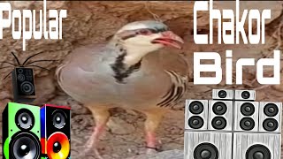 Chakor Bird Ki Awaaz  popular Chakor Chakor Bird Ki Awaaz  chakorbird video [upl. by Wendin]