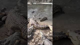 Feeding Crocodiles with Crocodile Leg [upl. by Mareah225]