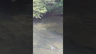 Local Swimming Hole summer tennessee [upl. by Banks]