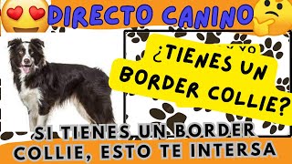 ESPECIAL BORDER COLLIE ¿TIENES UN BORDER COLLIE ESTO TE INTERESA [upl. by Ytsirk852]