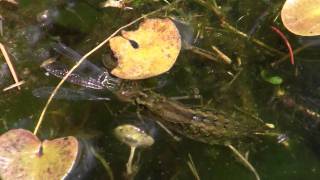 LibellenLarve frisst lebende Libelle  dragonfly larva eating dragonfly [upl. by Leid]