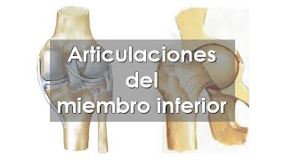 Anatomía del APARATO LOCOMOTOR ⚙️ Articulaciones del MIEMBRO INFERIOR [upl. by Medora]