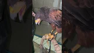 Harris Hawk wingedeagle hunting bigeagle birdhunting bird animals eagle huntingbirds [upl. by Attenej]