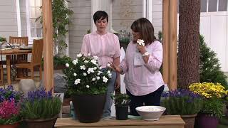 Cottage Farms Everblooming Fragrant Gardenia on QVC [upl. by Atiuqrahs128]