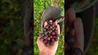 Picking wild plums and making a sour dessert [upl. by Ern]