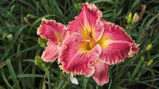 2019 DAN HANSEN DAYLILY COLLECTION [upl. by Narrad]